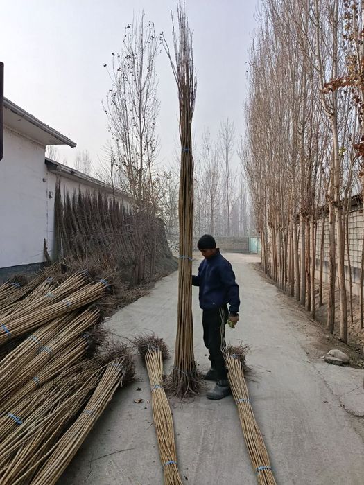 Dexqondan Terak koʻchatlari sotuv va ekishga tayyor dastavka vodiyga