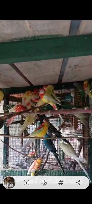 Papagali Rosella, Cîntători, kakariki,