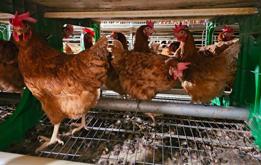 Găini roșii de ouo