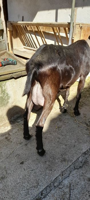 Capra rasa Alpina Franceza la prima fatare