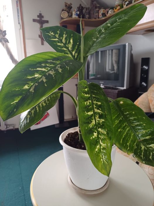 Дафенбахия крапномер