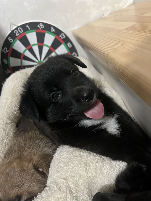 Продам щенков помесь корги и овчарки