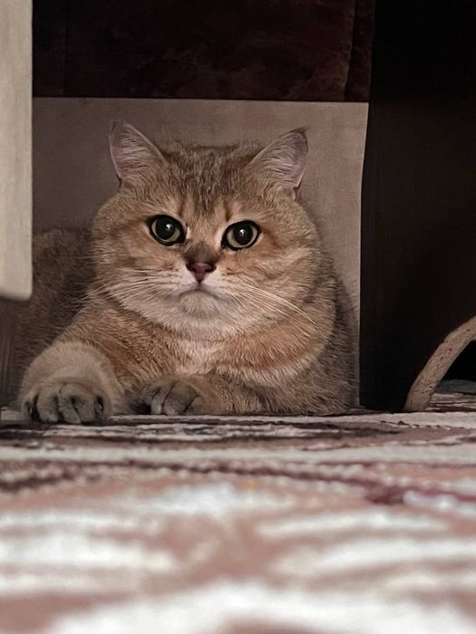 Koshki 2oylik hayit  uchun zur sovğa