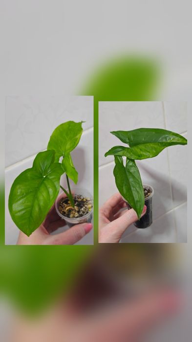 Сингониумы Syngonium