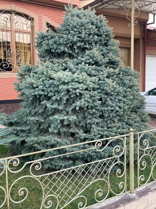 Арчалар сотилади