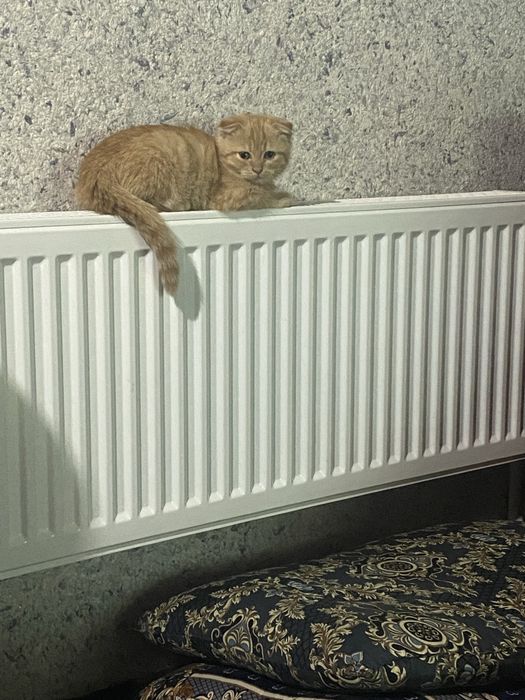 Скотиш фолд сотилади