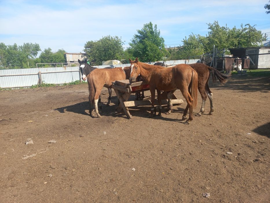 Продам  тайчиков