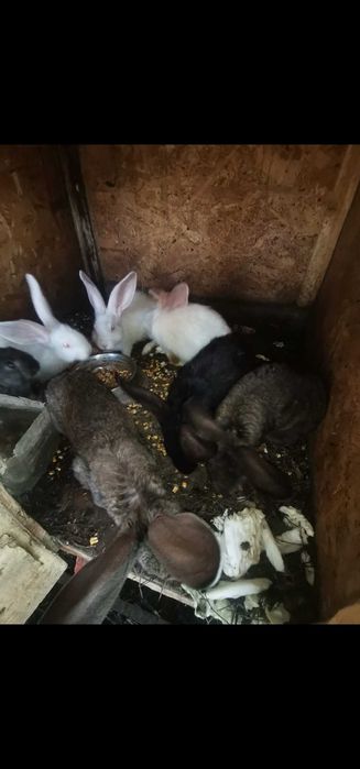 Vand iepuri uriasi germani