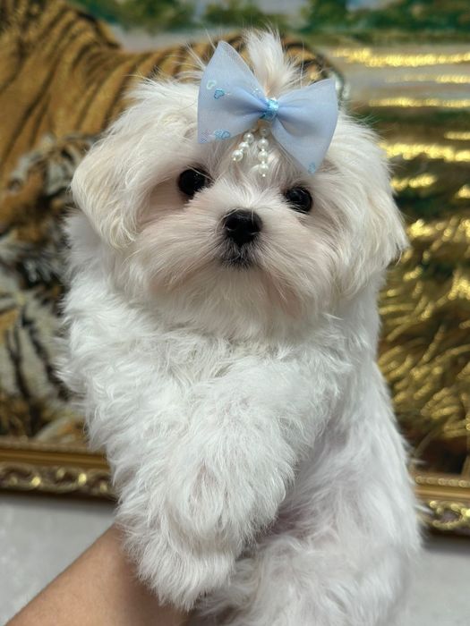 Мальтезе девочка миничка