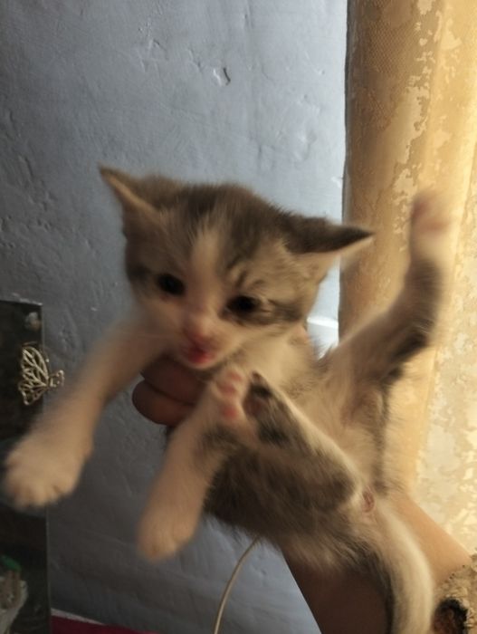 Отдам прехорошеньких котят