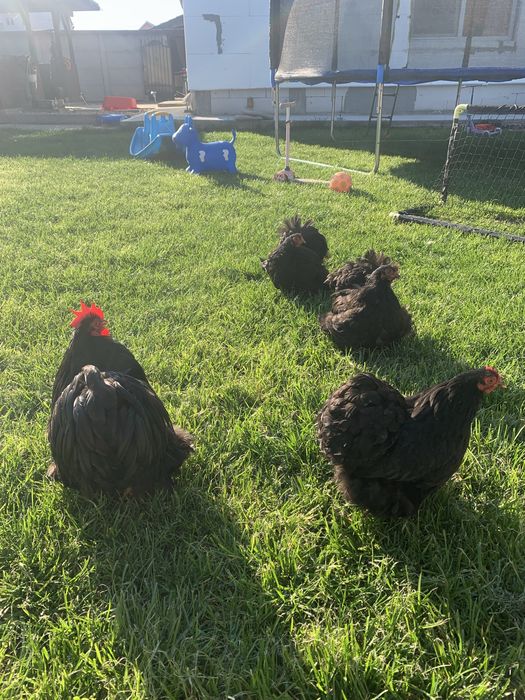 Cochinchina pitic negru