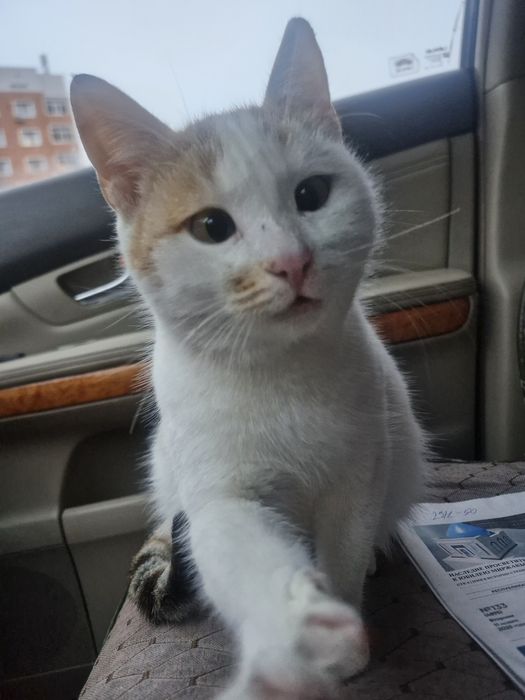 Отдам кошку бесплатно