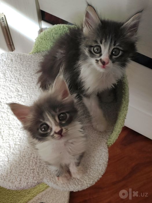 котята в самые добрые руки