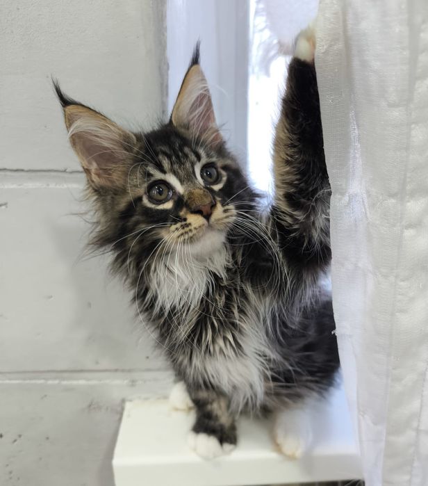 Котята породы Мейн Кун