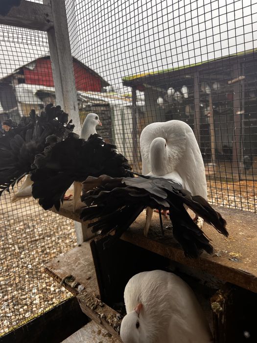 Vand porumbei curcani