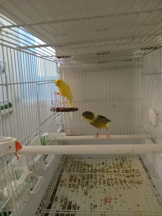 Декоративные канарейки.