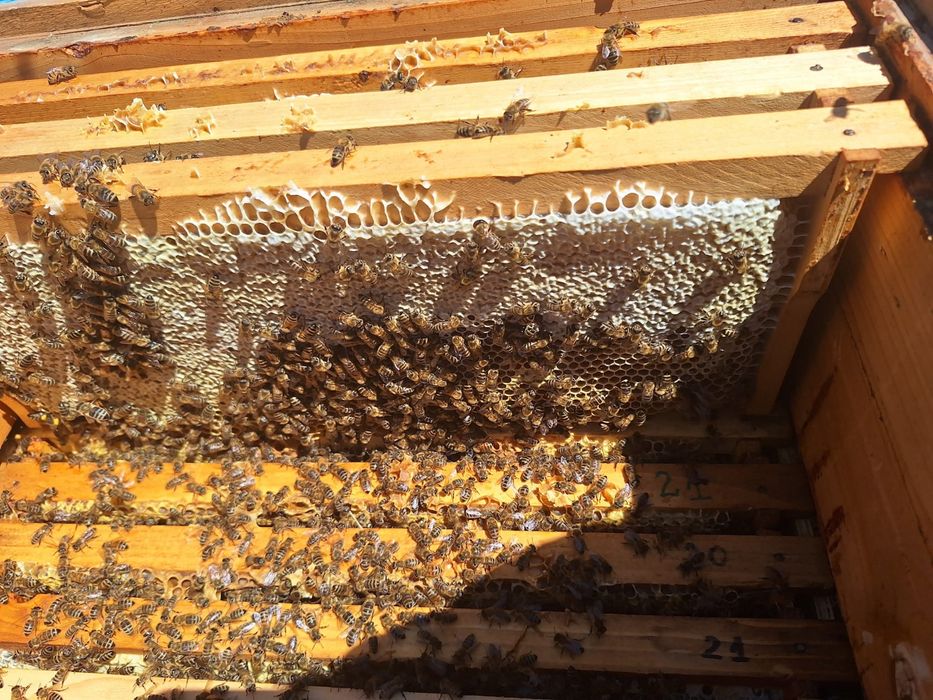 Vand 100 familii albine