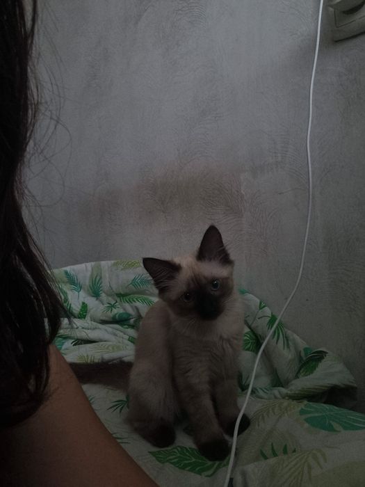 Сиамская кошка 10 месяцев
