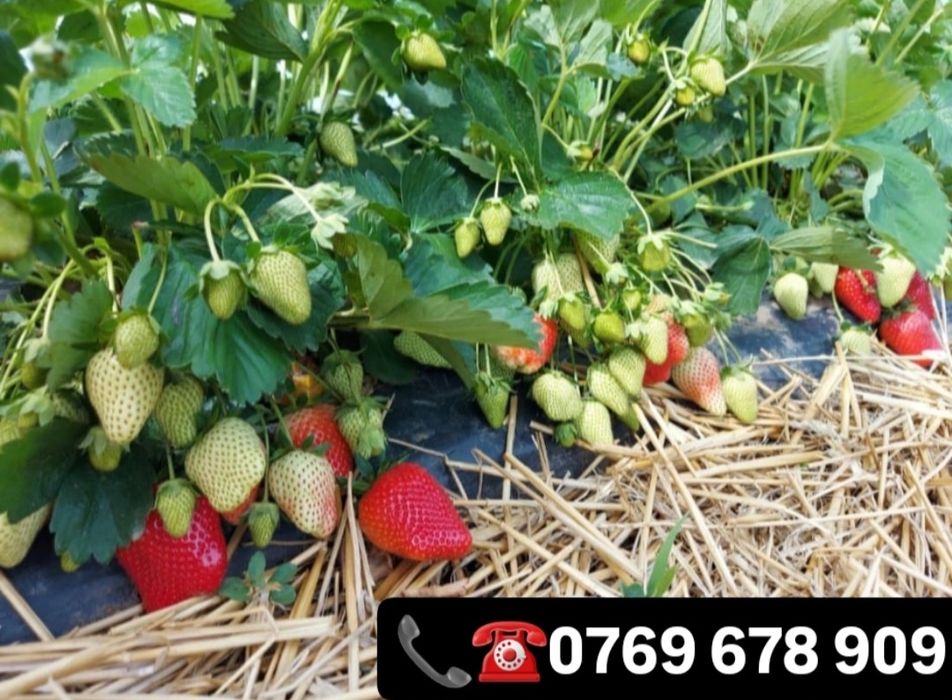 Vindem stoloni capsuni Albion , soi remontant si soiuri anuale Elsanta