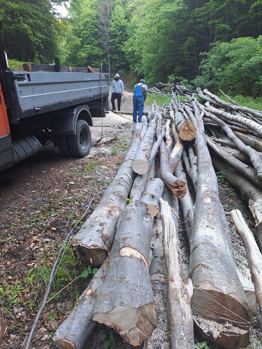 Vând Lemne aduc la domiciliul  orce dimensiune și orce esență.