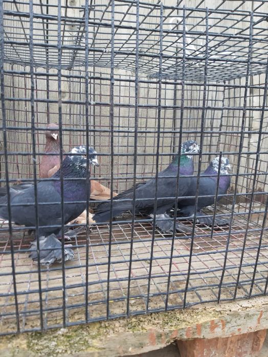 Голуби Голуби Го