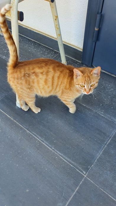 Отдам в добрые руки