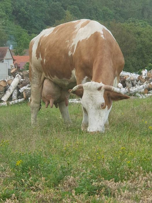 Vaci BR de vânzare