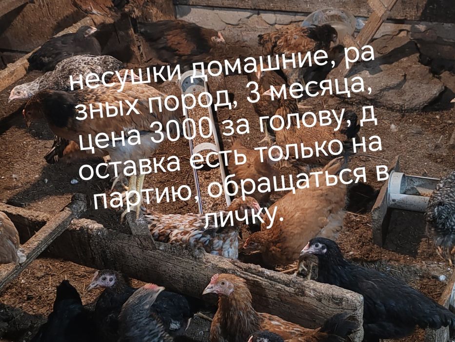 Продаются бройлеры и несушки