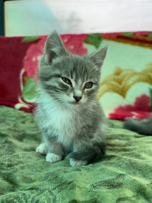 Котят маленькие.