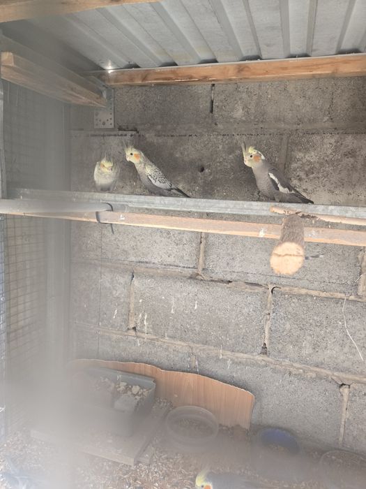 Попугай корелло молодняк