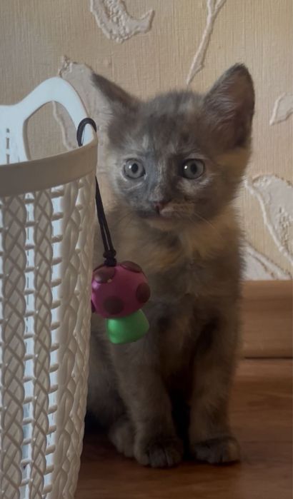 Отдам трех котят