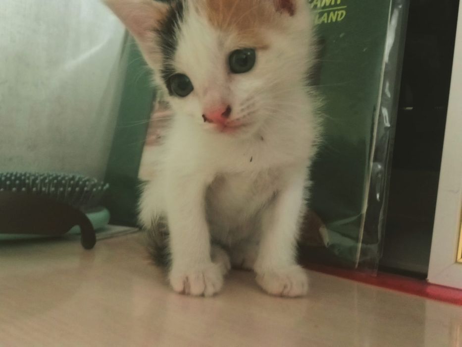 котята отдам бесплатно
