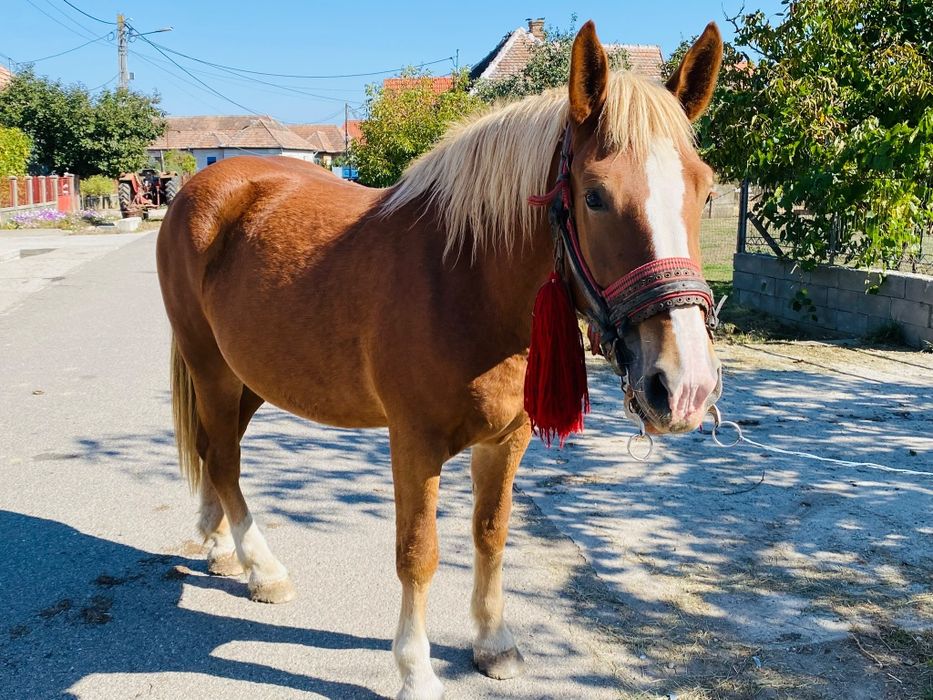Mânză de 3 ani gestanta