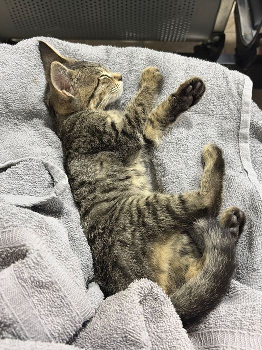 Котенок в добрые руки