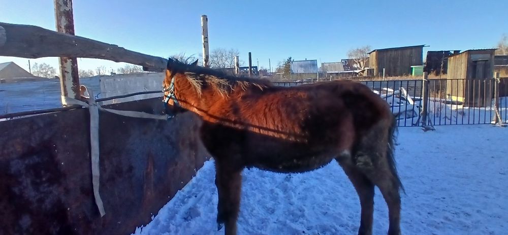 Продам жабагы полукровка