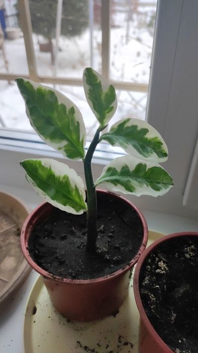 Педилантус укоренённые отростки