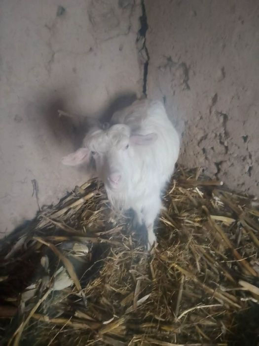 Vând 2 capre tinere