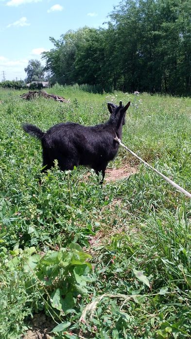 vând țap din capra ciula