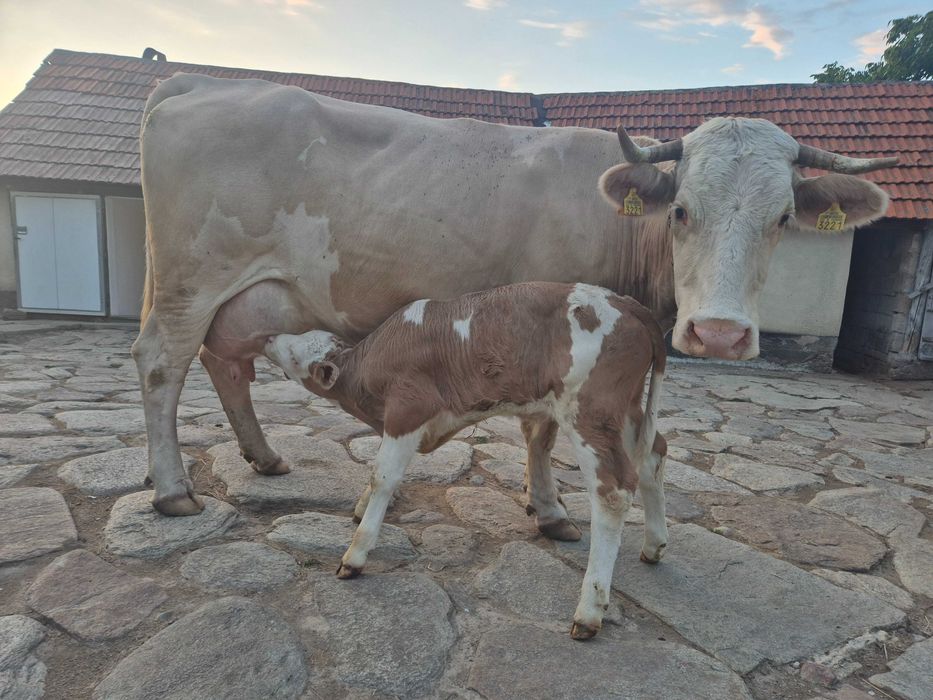 Vand vaca cu vițel