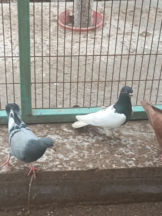 Продам голубей превезаны прямо из Китая пекинской и мясной породы