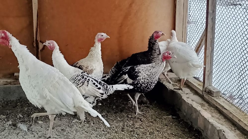 Индюки семья продается