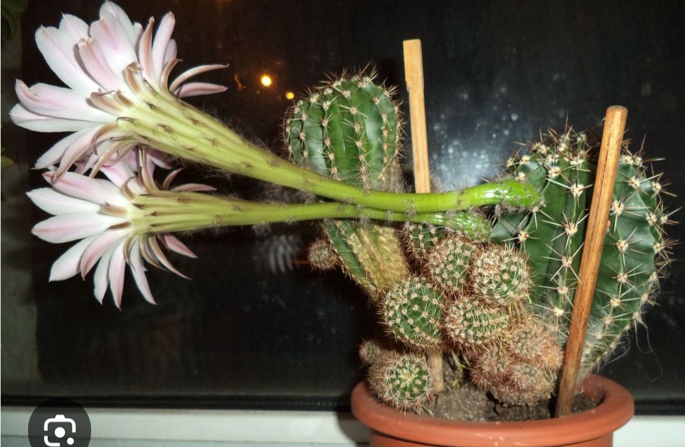 Алоэ вера, цветущие кактусы