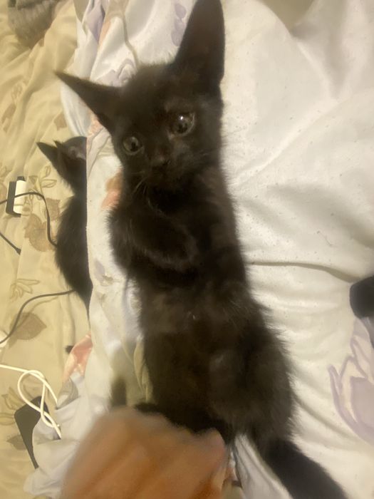 Отдам 5 котят 3 месяца