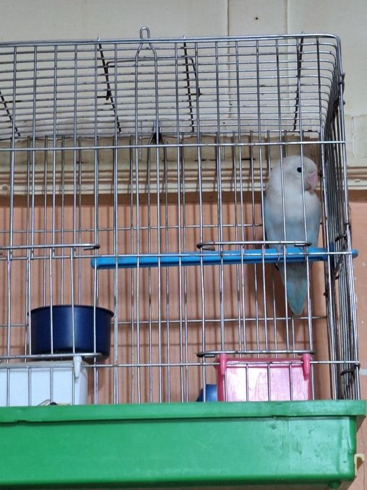 Фишер привязной Зоти тозза