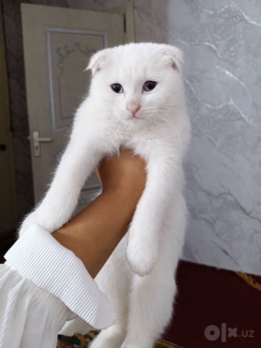 Scottish Fold oppoq rangli
