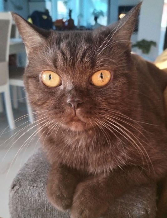 Femela british adulta