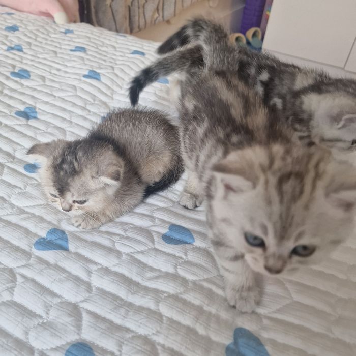 Котята котята котята