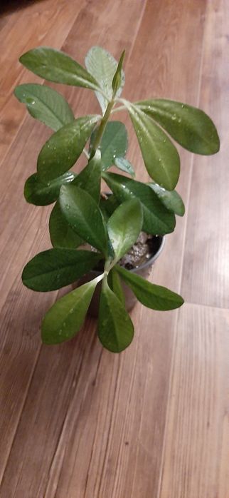 Алоэ        алоэ