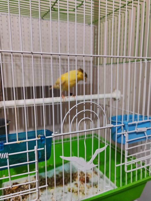 2та сарик канарейка 250мингдан.2чи канарейка чубати 300мингадан