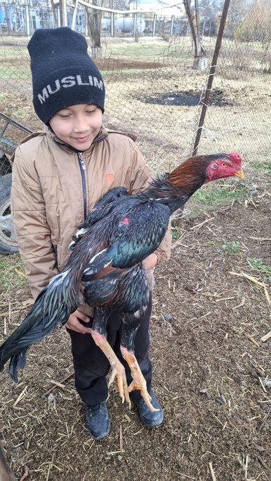 Jo'ja tovuq sotiladi